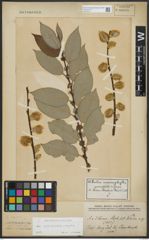 Foto von Salix appendiculata Vill. x Salix caprea L.
